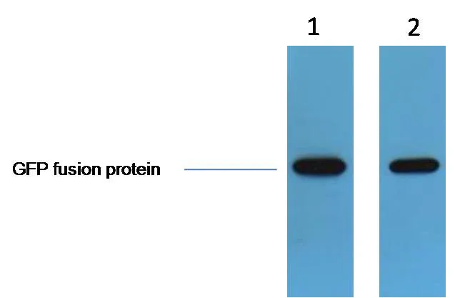 GFP-Tag Rabbit pAb - image 1