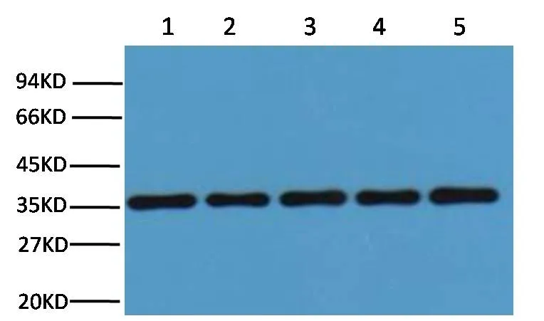 GAPDH Rabbit pAb - image 1