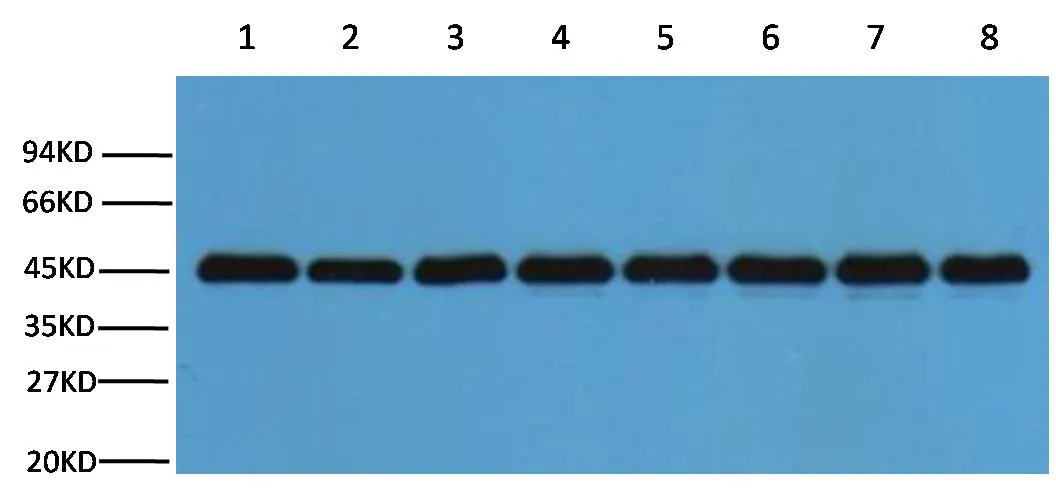 Plant-actin Rabbit pAb - image 1