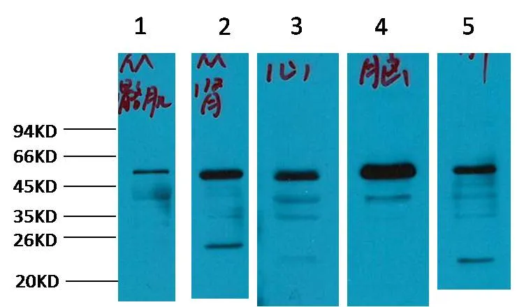 α-tubulin Rabbit pAb