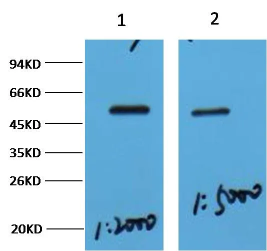 MeCP2 Rabbit pAb - image 1
