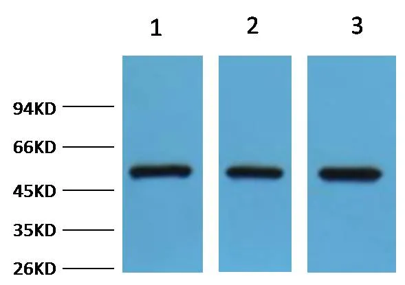 FH/Fumarase Rabbit pAb