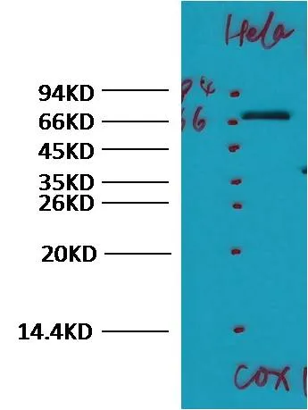 COX1/Cyclooxygenase 1 Rabbit pAb - image 1