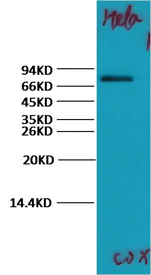 COX2/Cyclooxygenase 2 Rabbit pAb - image 1
