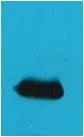 EYFP-Tag Rabbit pAb - image 1