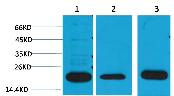 PRDX1 Rabbit pAb - image 1