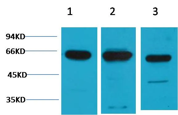 c-Fos Rabbit pAb - image 1