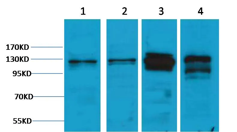 Vinculin Rabbit pAb - image 1
