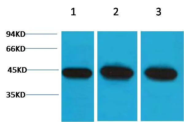 α-Smooth Muscle Actin Rabbit pAb - image 1