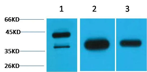 GAP43 Rabbit pAb - image 1