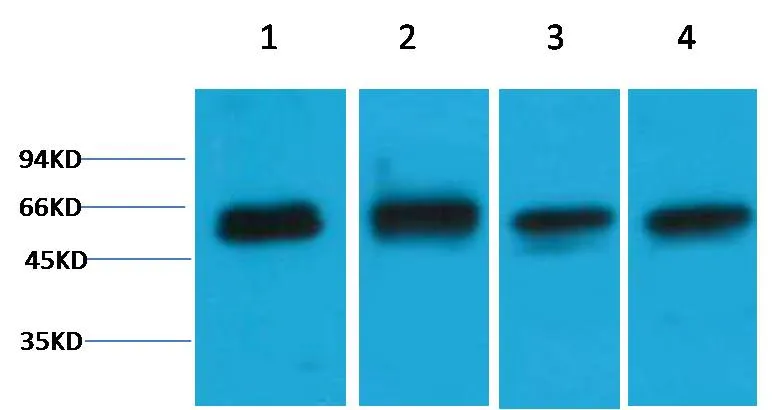 Akt3 Rabbit pAb - image 1