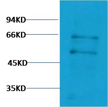 c-Myc Rabbit pAb - image 1