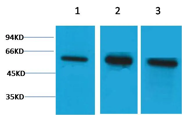 β Tubulin Rabbit pAb