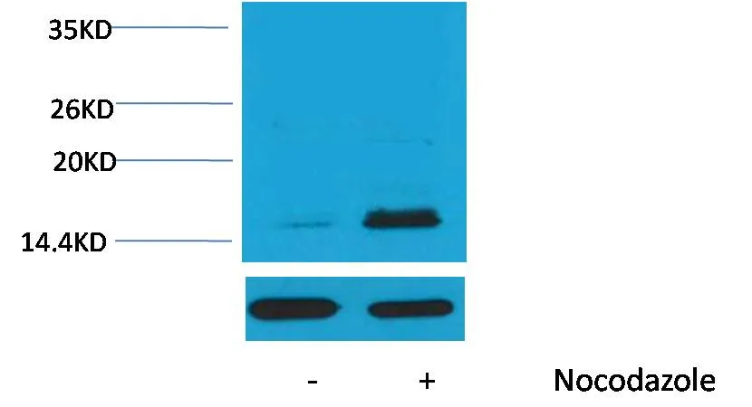 Histone H3 (Phospho Thr32 ) Rabbit pAb - image 1
