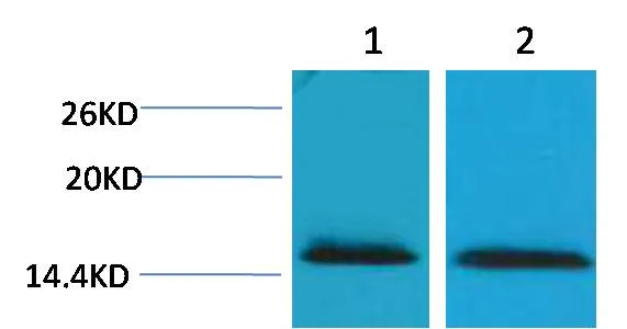 Histone H2B (Tri Methyl Lys43) Rabbit pAb - image 1
