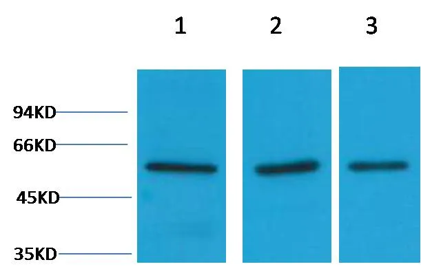 Vimentin Rabbit pAb - image 1