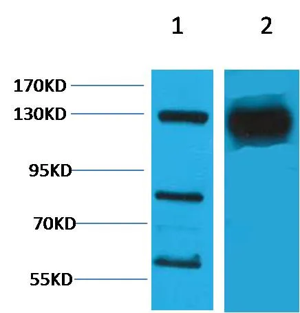 HIF-1α Rabbit pAb - image 1
