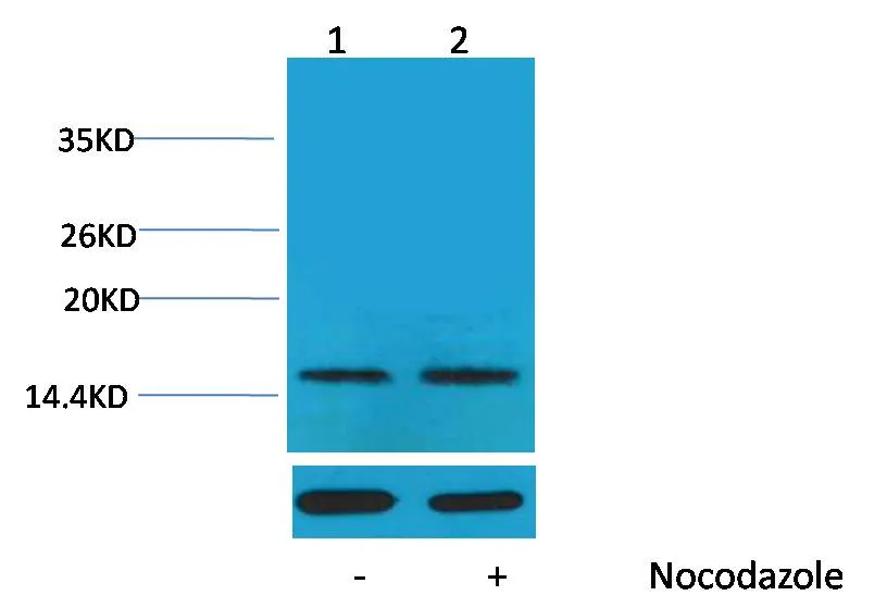 Histone H1 (Phospho Thr17) Rabbit pAb - image 1