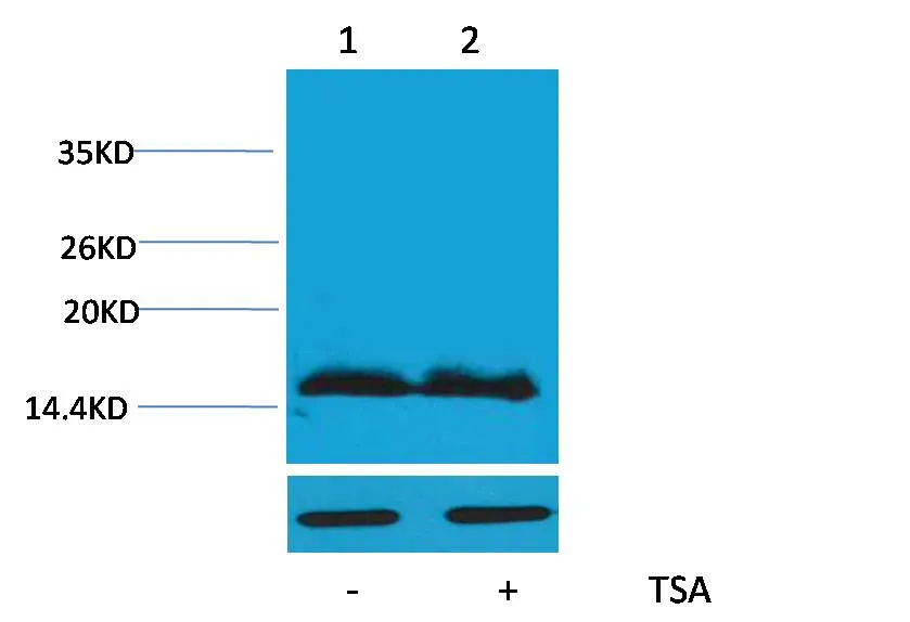 Histone H4 (Acetyl Lys91) Rabbit pAb