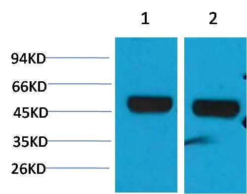 beta 1 Sodium Potassium ATPase Rabbit pAb - image 1