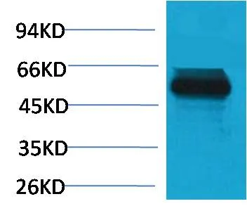TRIM72/MG53 Rabbit pAb - image 1