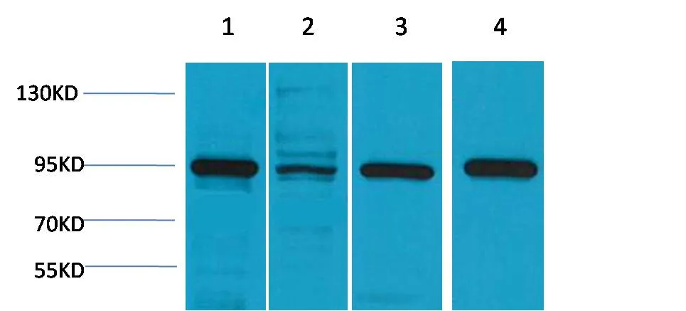 HSP90 α Rabbit pAb