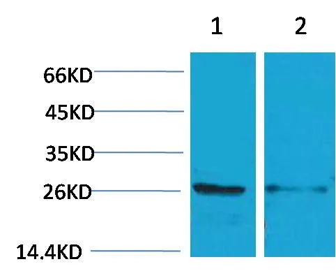 14-3-3 epsilon Rabbit pAb - image 1
