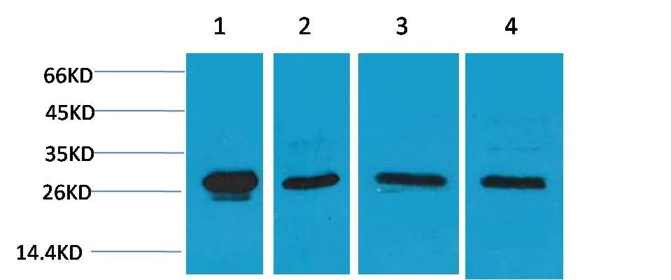HSP27 Rabbit pAb - image 1
