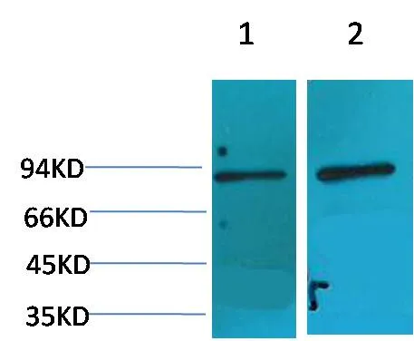 HIF-1 β/ARNT Rabbit pAb - image 1