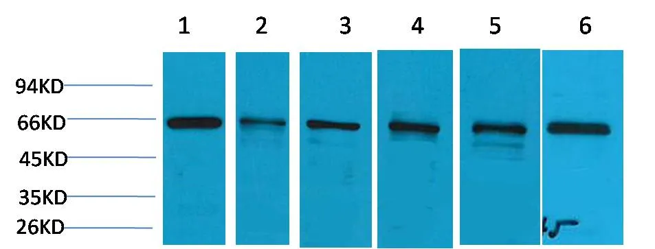 AMPK α1 Rabbit pAb