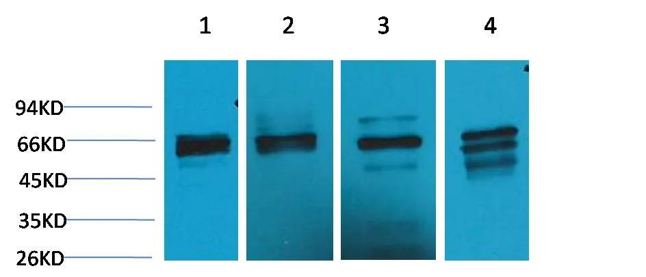 Beclin-1 Rabbit pAb - image 1