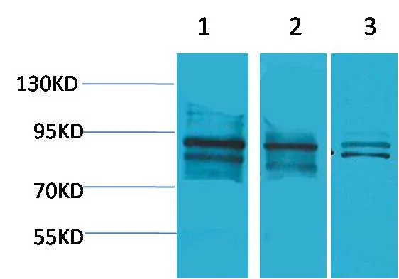 HIF-1β/ARNT Rabbit pAb - image 1
