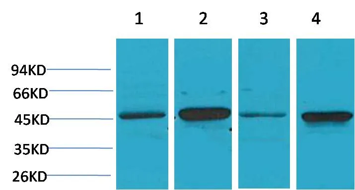GSK 3β Rabbit pAb - image 1