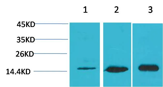 LC3B Rabbit pAb - image 1