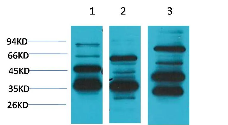 Angiotensin (1-7) Mas Receptor Rabbit pAb - image 1