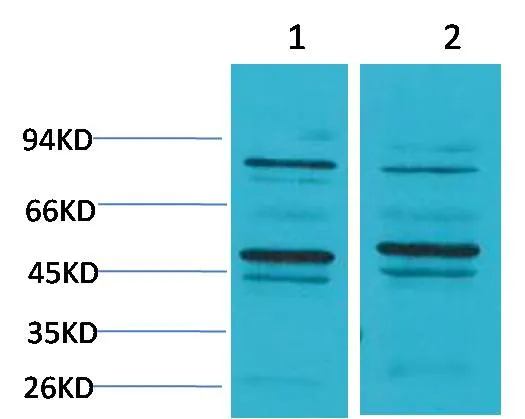 Bestrophin-2 Rabbit pAb