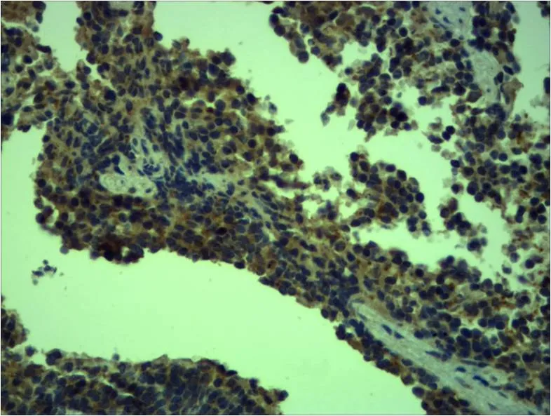 TLR4 Rabbit pAb - image 1