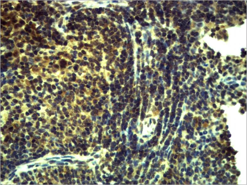 TLR8 Rabbit pAb - image 1