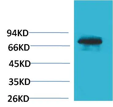 Transferrin Rabbit pAb