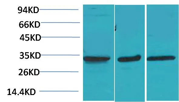 Cav γ3 Rabbit pAb