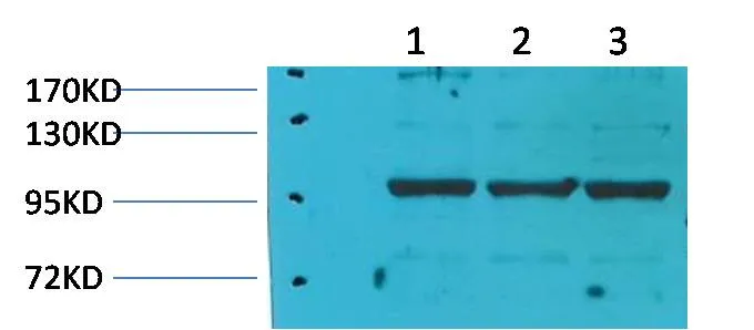 eEF1A2 binding protein Rabbit pAb - image 1