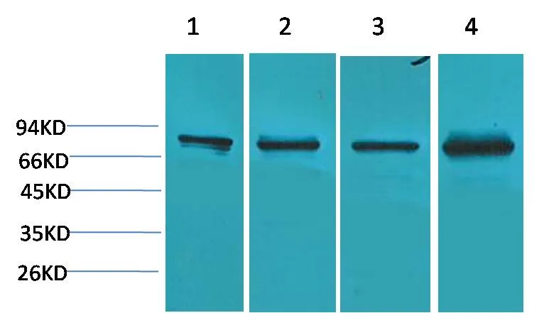 PI3 Kinase P85α Rabbit pAb - image 1