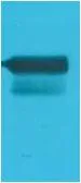 GAL4 Activation Domain Rabbit pAb - image 1