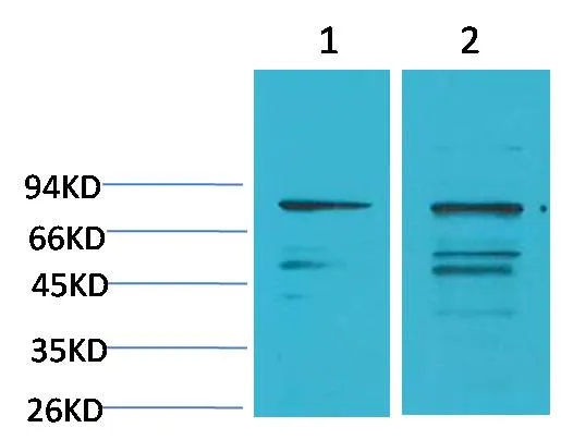 PI3 Kinase P85α Rabbit pAb - image 1
