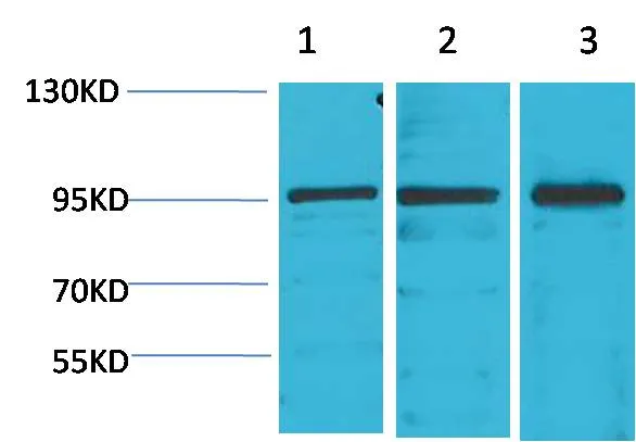 STAT2 Rabbit pAb - image 1