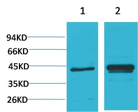 IκB α Rabbit pAb - image 1