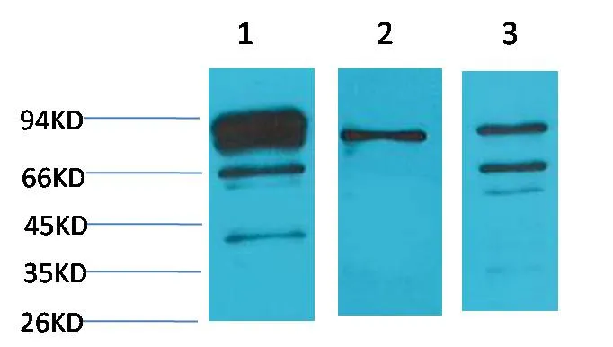 Calnexin Rabbit pAb - image 1