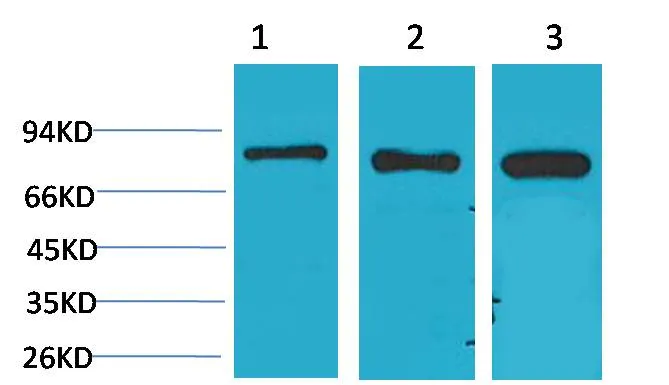 P70 S6 Kinase Rabbit pAb