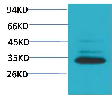 Caspase 3 Rabbit pAb - image 1
