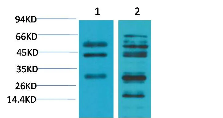 TGFβ1 Rabbit pAb - image 1